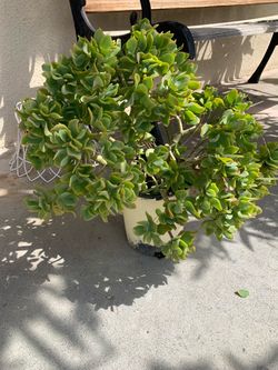 Plant