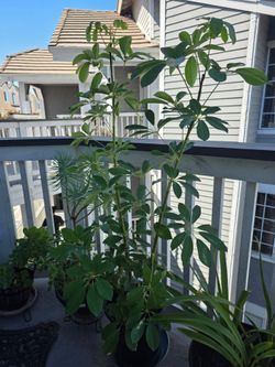 Umbrella tree