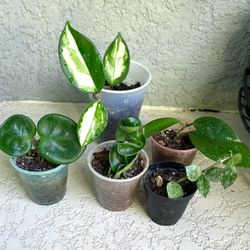 Small Hoyas  Plants  $2d  Each 