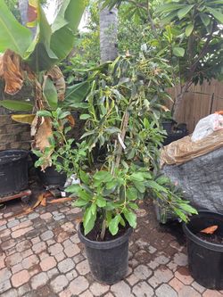 Mult Grafted Avocados Tree In A 15 Gallon Container 