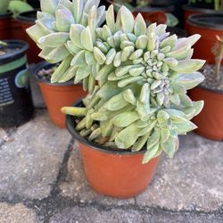 4 inch pot - Succulent plant - Graptosedum Hybrid - Rooted and Ready to be planted 