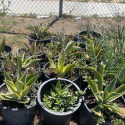Plants