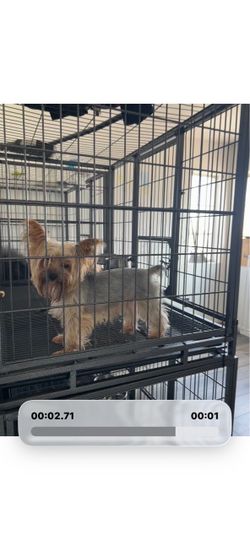 Kennel