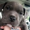 Lila