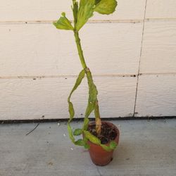 Potted Cactus
