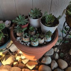 Succulents 