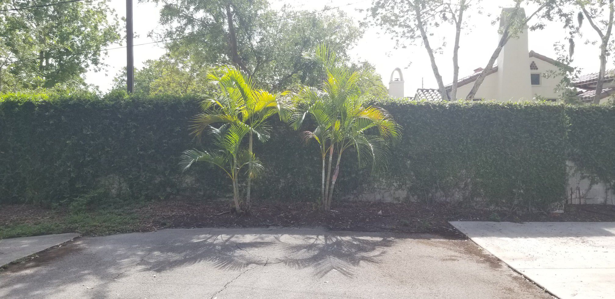Two palm trees - FREE!!