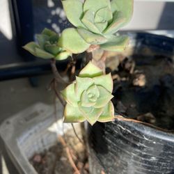 Succulent With Ceramic Pot