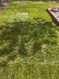 Fresh sod