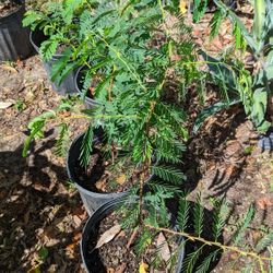 Tamarindo Trees (Tamarind)