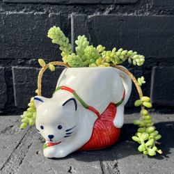 Succulents 