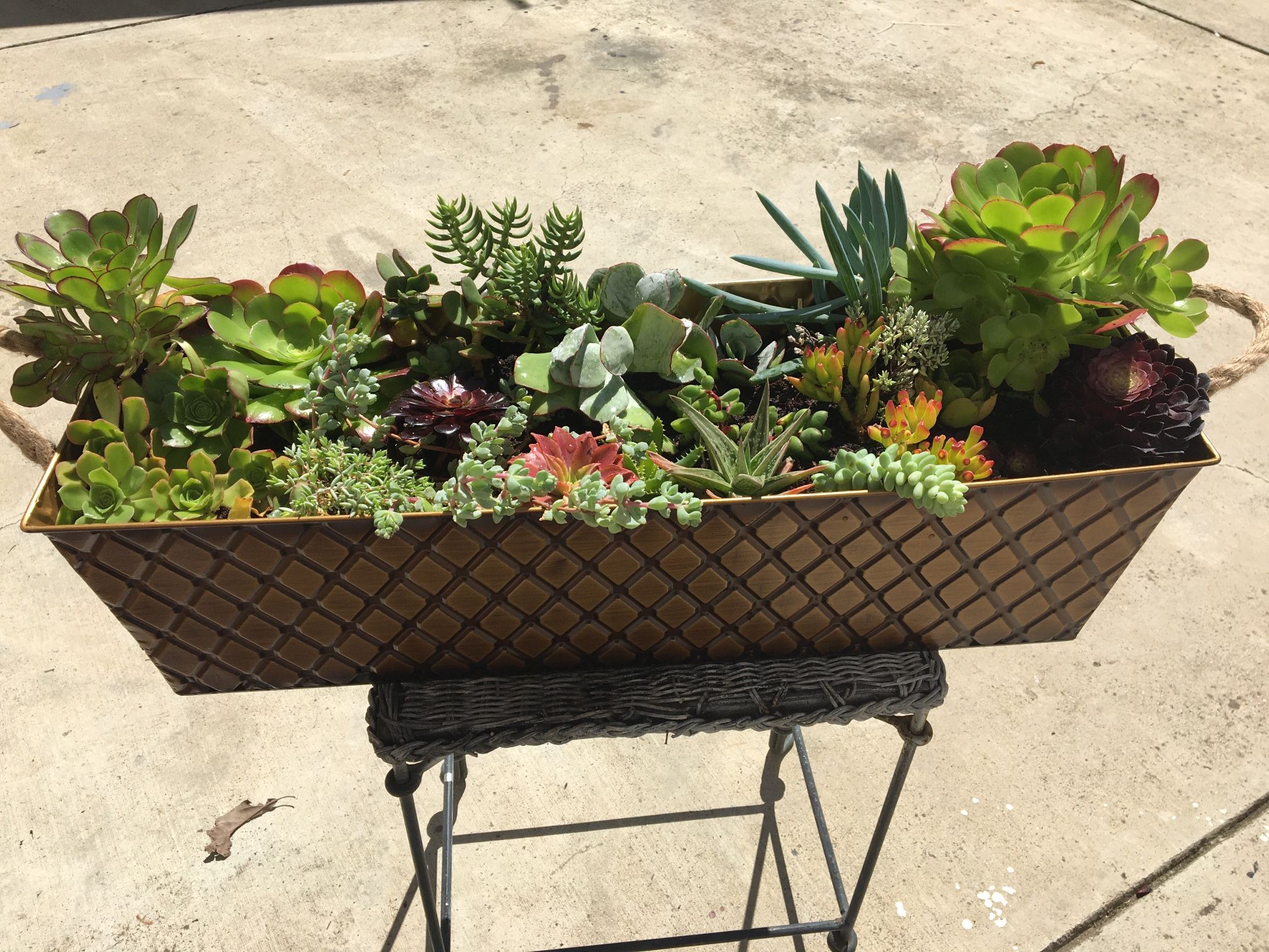 Extra Large Succulent Arrangement