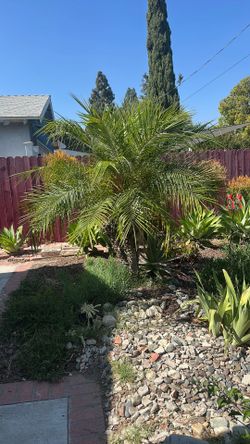 Pigmy Palm