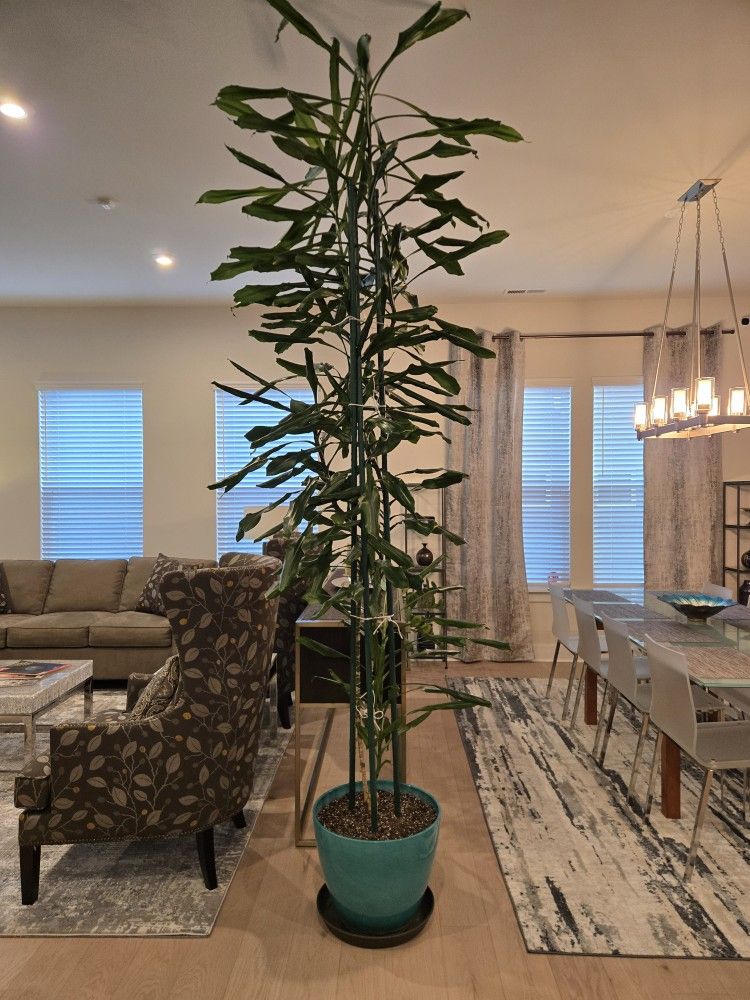 10 Foot Dracaena Houseplant
