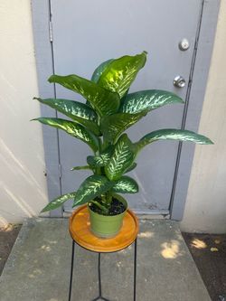 Dieffenbachia Tropic Snow Dumb Cane House Plant 6” Pot