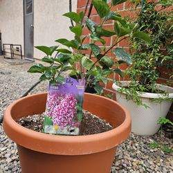 Lilac plant with Pot