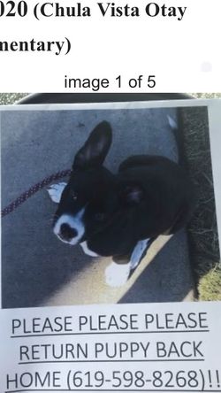 Missing Puppy Black And White Female!!! Please Please Return If Found There Will Be Reward