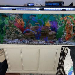 75 G Fish Tank