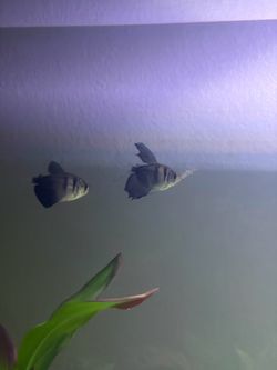 Selling my black skirt tetras
