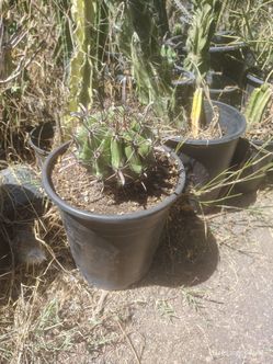 Devil's towing Cactus plant