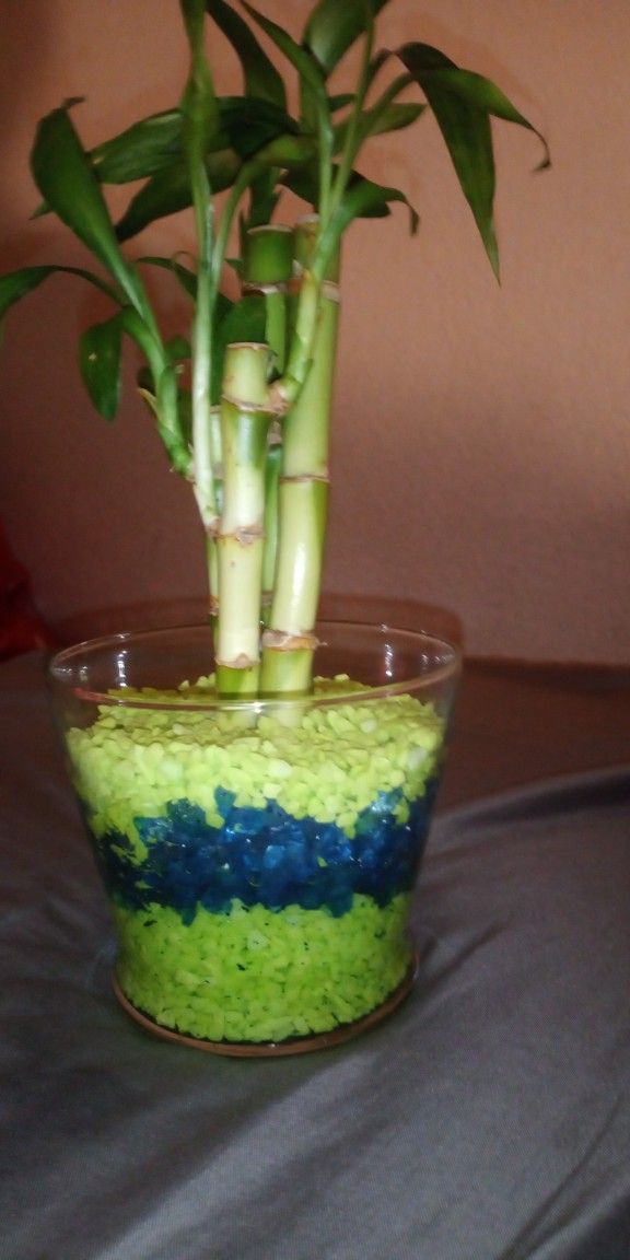 Bamboo Plant