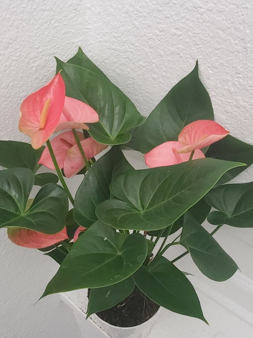 Beautiful Flamingo Lilly - Anthurium In A 6" Pot