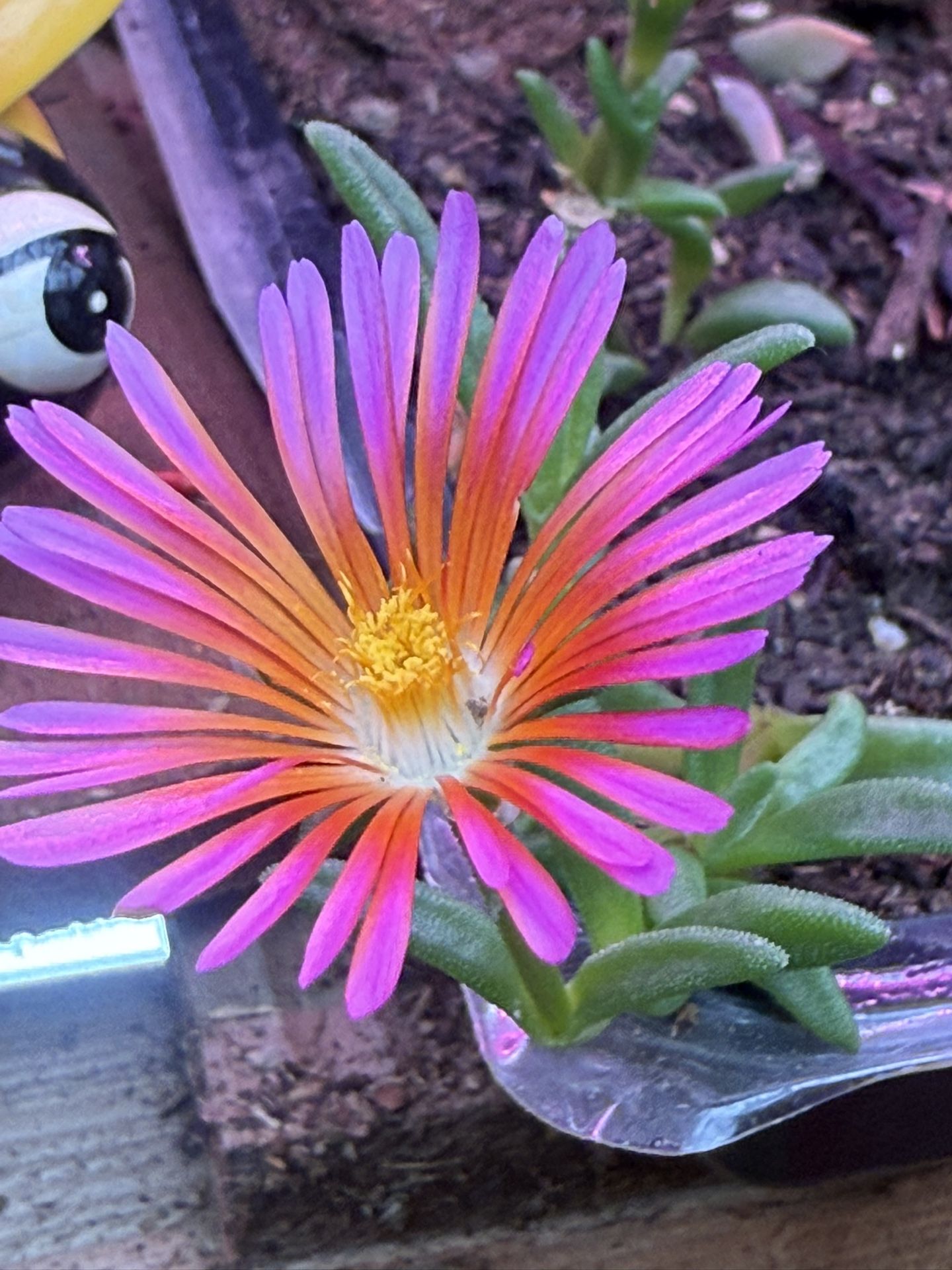 Gorgeous Pink Bloomed Succulent!