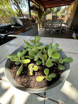Bear paws plant