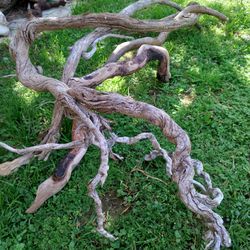 Natural Driftwood For Aquariums Terrariums Decor 