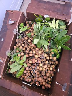 Fallbrook Fresh organic longan fruit for sale just picked it from tree yesterday afternoon$5 for one lb 昨天下午採的新鮮龙眼