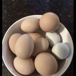 Free Range Eggs 