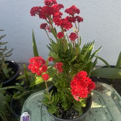 Kalanchoe Plant 🪴 