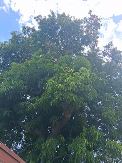 Mangoes Sale