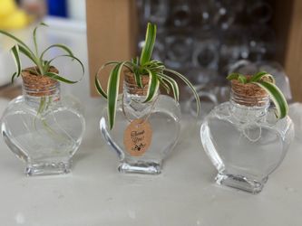 Spider Plant Cuttings