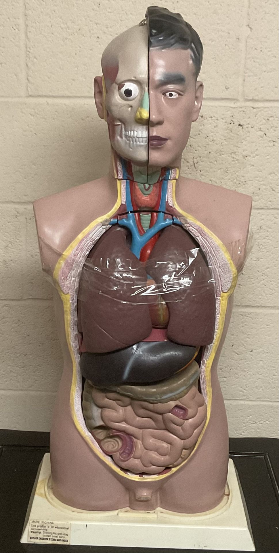 Human Torso Anatomical Model With Removable Internal Organs For Educational Use 32" - Good Condition