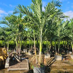 planting Christmas palms over 8  feet tall Instant Privacy Hedge For Fence Green Full Ready Instant privacy Hedge and decoration