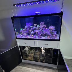 90 Gallon Tank FULLY SET UP