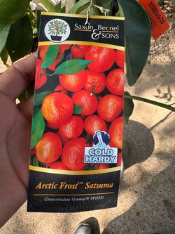 Arctic frost satsuma tree