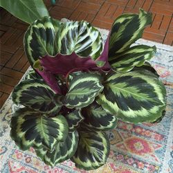Calathea Medallion Tropical Houseplant 6”