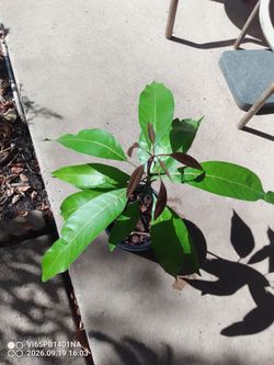 Bonito arbolito de Mango $20 Dlls