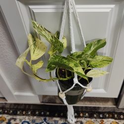 Beautiful Marble Pothos with plant hanger