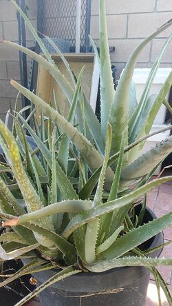 Aloe vera pups