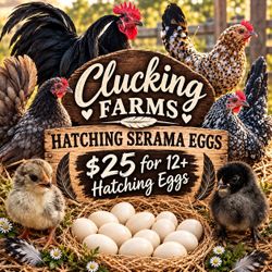 Serama hatching eggs