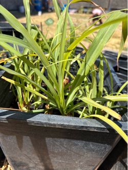 Lemongrass