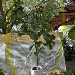 See description* live plant! ~8ft super healthy fiddle leaf fig, ceramic pot not included;95820