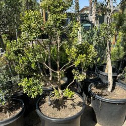 Japanese boxwood topiary bonsai 