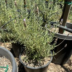 French Lavender Plant 5gal , 