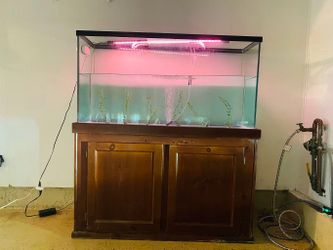 Fish Tank and accessories