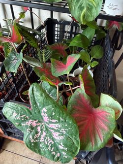 Caladium & Pothos 4 inch Pot Houseplants Live Plants - 5 each Home Decor
