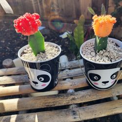 SUCCULENT SALE TODAY  SATURDAY FROM 11AM TO 3PM IN SAN LORENZO  TODAY